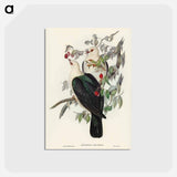 アートポストカード-White-headed Fruit Pigeon
 - ジョン グールド Postcard.