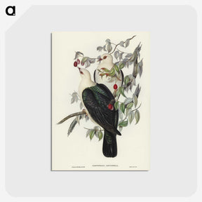 1-79_John-Gould_postcard