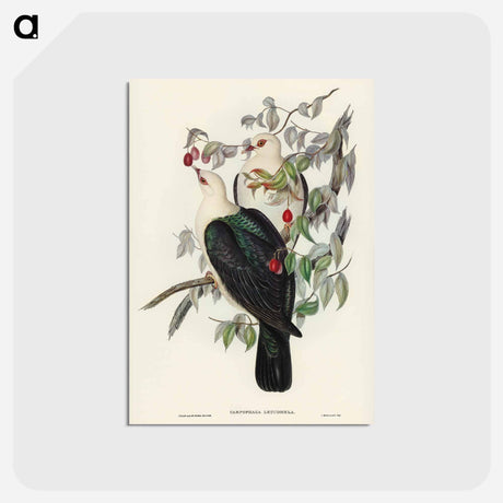 アートポストカード-White-headed Fruit Pigeon
 - ジョン グールド Postcard.