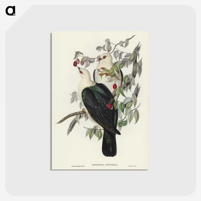 1-79_John-Gould_postcard