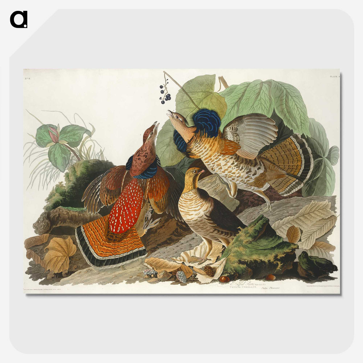 1-79_John-James-Audubon_picture-crop