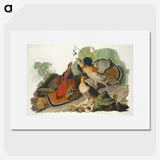 1-79_John-James-Audubon_picture