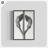 1-79_Karl-Blossfeldt_blk-crop