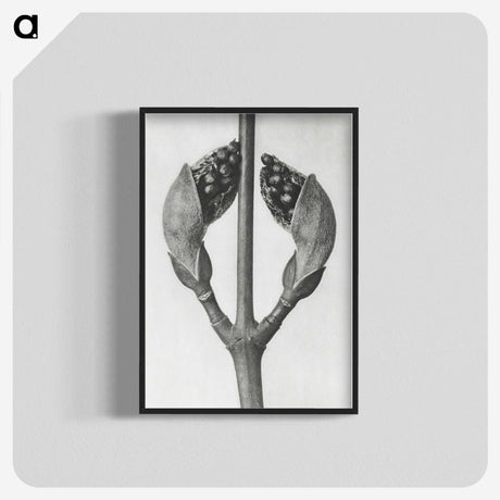 1-79_Karl-Blossfeldt_blk-crop