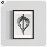 1-79_Karl-Blossfeldt_blk
