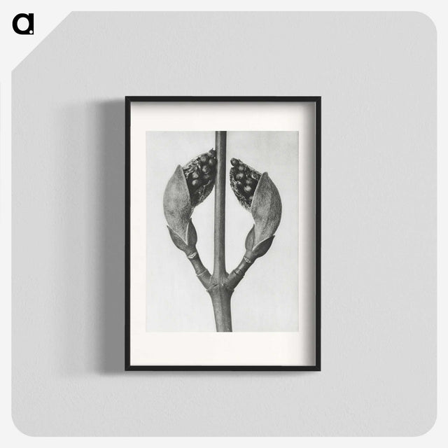 1-79_Karl-Blossfeldt_blk