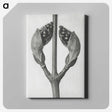 1-79_Karl-Blossfeldt_canvas