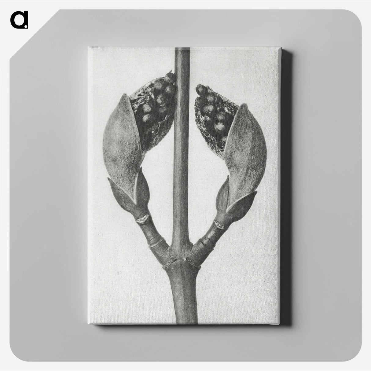1-79_Karl-Blossfeldt_canvas