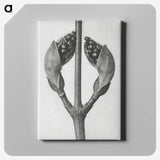 1-79_Karl-Blossfeldt_canvas