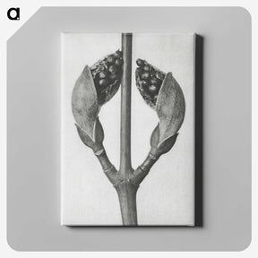 1-79_Karl-Blossfeldt_canvas