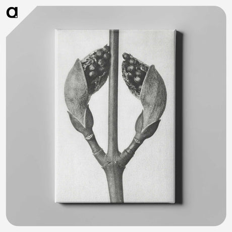 1-79_Karl-Blossfeldt_canvas
