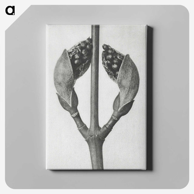 1-79_Karl-Blossfeldt_canvas