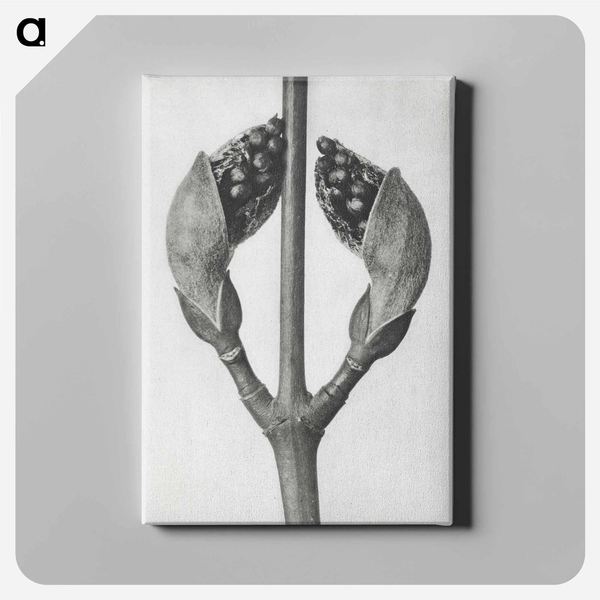 Acer Rufinerve - カール ブロスフェルト Canvas.