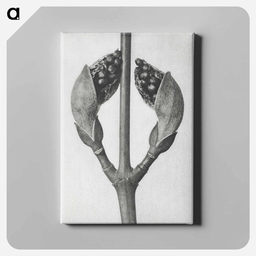 Acer Rufinerve - カール ブロスフェルト Canvas.