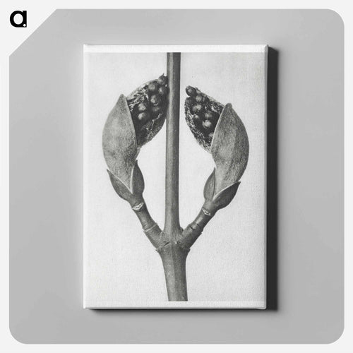 Acer Rufinerve - Karl Blossfeldt Canvas.