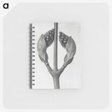 1-79_Karl-Blossfeldt_memo