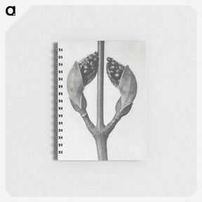 1-79_Karl-Blossfeldt_memo