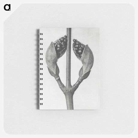 1-79_Karl-Blossfeldt_memo