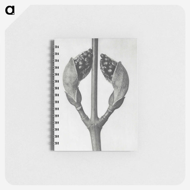 1-79_Karl-Blossfeldt_memo