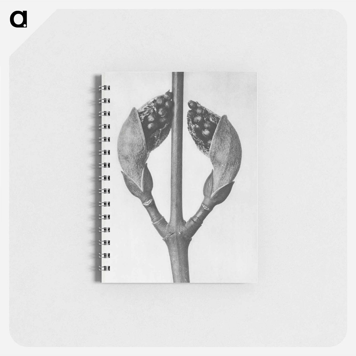 Acer Rufinerve - カール ブロスフェルト Memo.