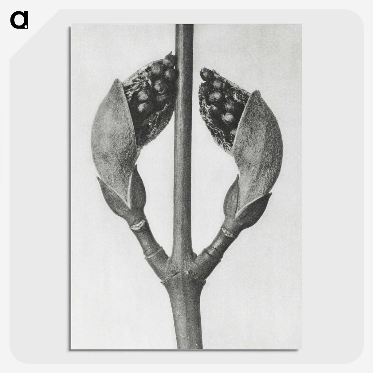 1-79_Karl-Blossfeldt_picture-crop