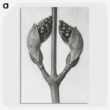 1-79_Karl-Blossfeldt_picture-crop