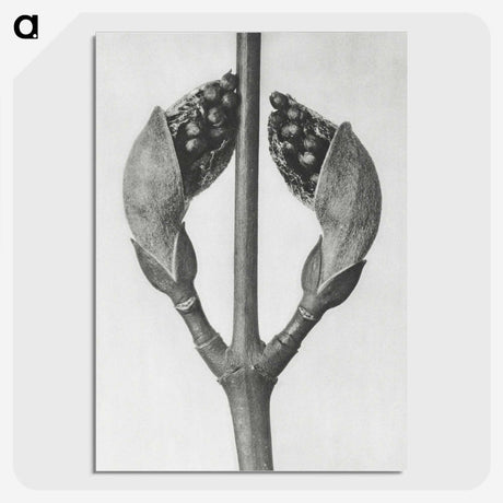 1-79_Karl-Blossfeldt_picture-crop