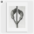 1-79_Karl-Blossfeldt_picture