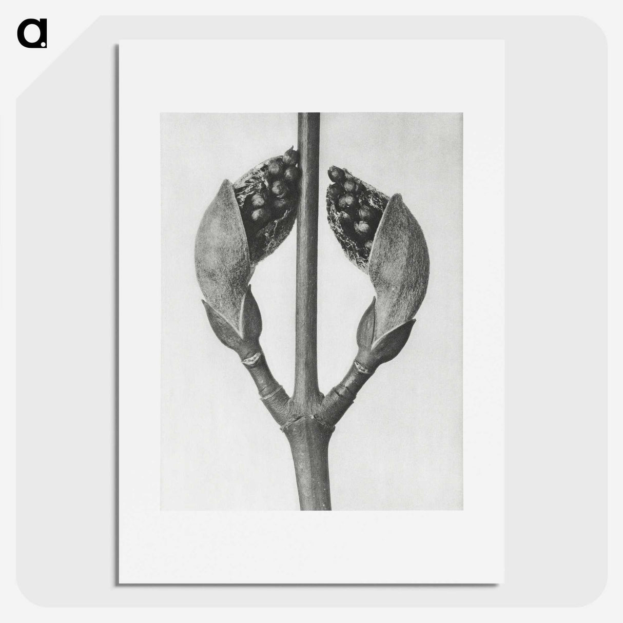 1-79_Karl-Blossfeldt_picture