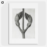 1-79_Karl-Blossfeldt_picture