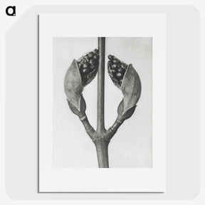 1-79_Karl-Blossfeldt_picture