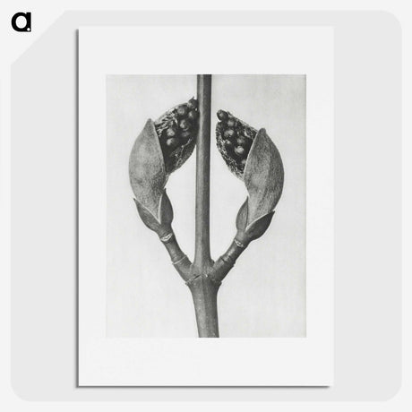 1-79_Karl-Blossfeldt_picture