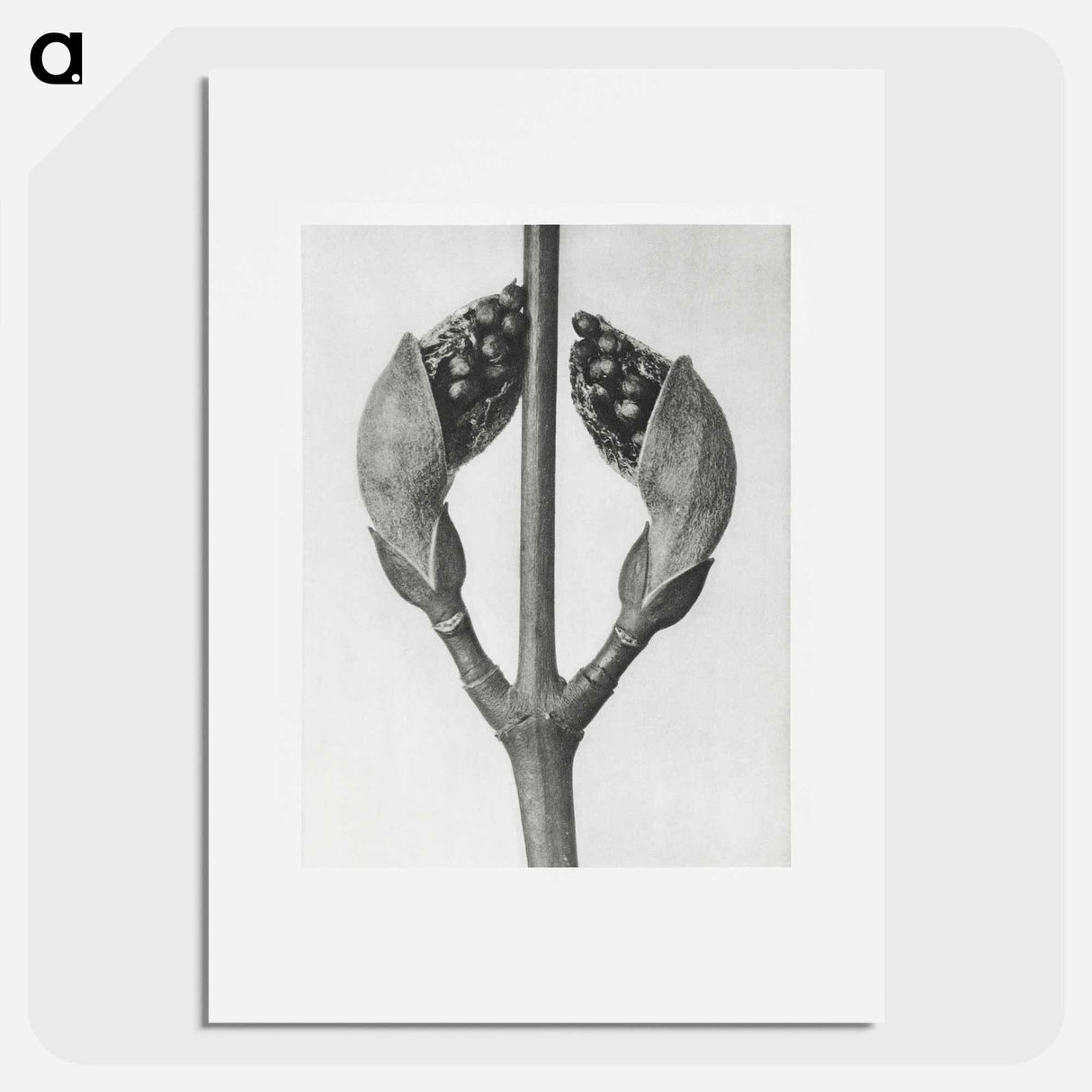 Acer Rufinerve - Karl Blossfeldt Poster.