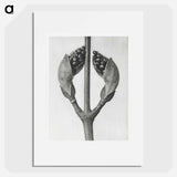 Acer Rufinerve - Karl Blossfeldt Poster.