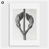 Acer Rufinerve - カール ブロスフェルト Poster.