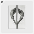 1-79_Karl-Blossfeldt_postcard