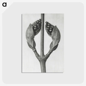 1-79_Karl-Blossfeldt_postcard