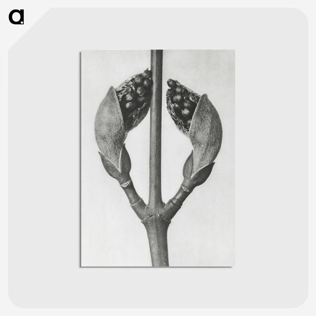 1-79_Karl-Blossfeldt_postcard
