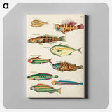 アートパネル-Moluccan Fishes
 - ルイ ルナール Canvas.