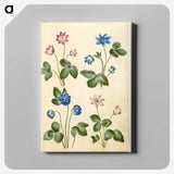 1-79_Maria-Sibylla-Merian_canvas