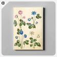 アートパネル-Anemone Hepatica
 - マリア ジビーラ メーリアン Canvas.