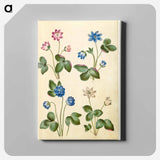 アートパネル-Anemone Hepatica
 - マリア ジビーラ メーリアン Canvas.