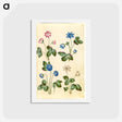 アートポストカード-Anemone Hepatica
 - マリア ジビーラ メーリアン Postcard.