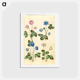 アートポストカード-Anemone Hepatica
 - マリア ジビーラ メーリアン Postcard.