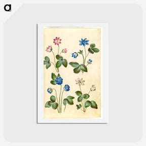 アートポストカード-Anemone Hepatica
 - マリア ジビーラ メーリアン Postcard.