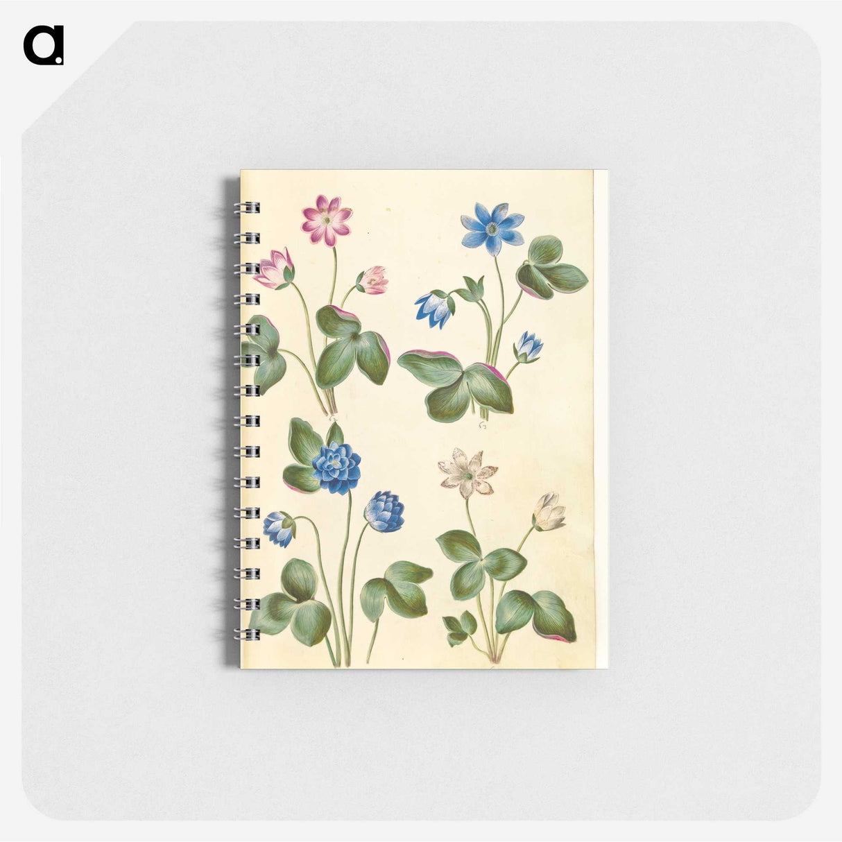 1-79_Maria-Sibylla-Merian_memo