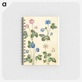 1-79_Maria-Sibylla-Merian_memo