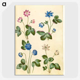 1-79_Maria-Sibylla-Merian_picture-crop