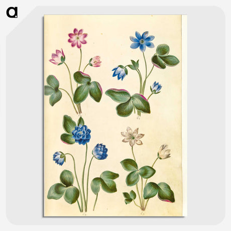 1-79_Maria-Sibylla-Merian_picture-crop
