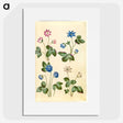 1-79_Maria-Sibylla-Merian_picture